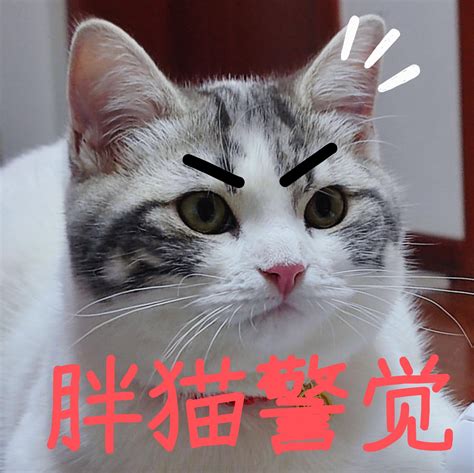 胖猫表情包wx 抖音