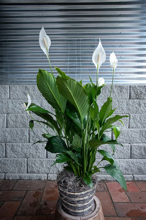 Sympathy Lily Plant