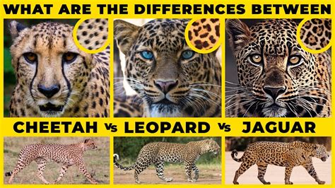 Differences Between Cheetah Leopard And Jaguar Cheetah Vs Leopard Vs