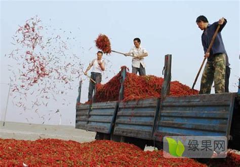 新疆和静焉耆博湖干红辣椒大量上市 绿果网