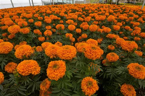 Qué Hacer Con La Flor De Cempasúchil Después De Retirarla De La Ofrenda Del Día De Muertos Infobae