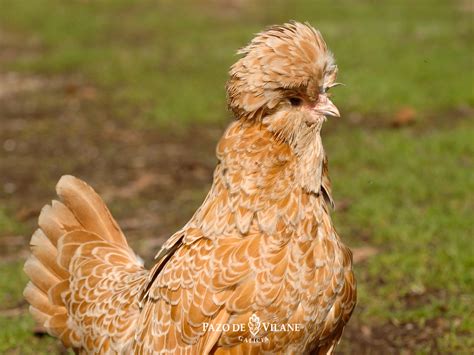 Cuestionario Primer Ministro Taller Todas Las Clases De Gallinas Grado