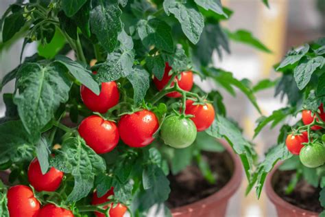 Tomato Plant Watering Guide