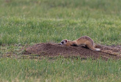 10 Incredible Black-Footed Ferret Facts - A-Z Animals