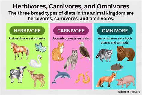 Herbivores, Carnivores, and Omnivores