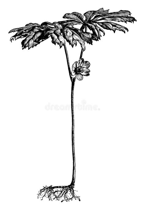 Podophyllum Vintage Stock Illustrations 14 Podophyllum Vintage Stock