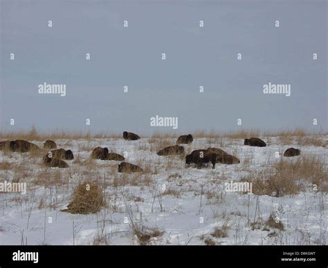 Bison Sleeping On Snowy Hillside Stock Photo Alamy