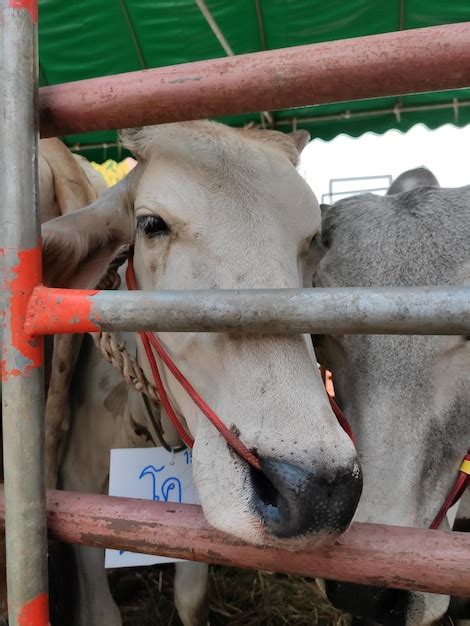 Premium Photo Cow In Ranch