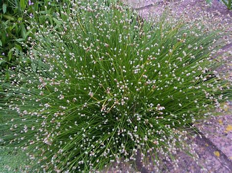 Isolepsis (Scirpus) cernuus - Merebrook Pond Plants