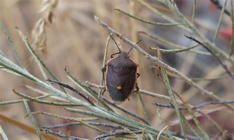 Types Of Stink Bugs You Should Know Epic Gardening