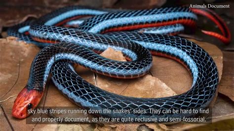 10 Most Beautiful Snakes In The World Beautiful Snakes Animals