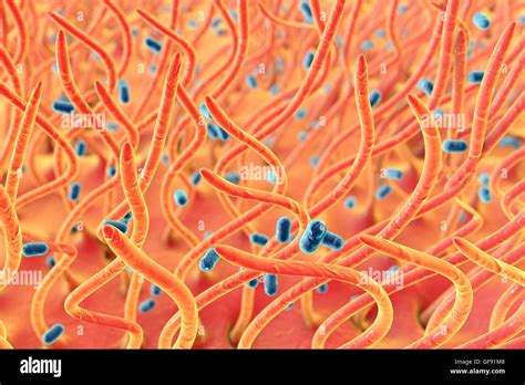 Bordetella Pertussis Hi Res Stock Photography And Images Alamy