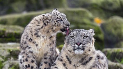 Wallpaper snow leopards, big cats, animals, tenderness, wildlife hd, picture, image