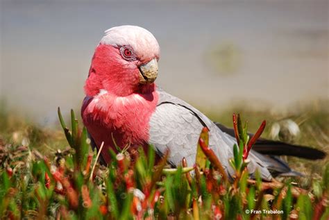 HD Wallpapers: best Most amazing and beautiful birds in the world hd ...