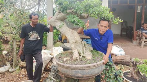 OBRAL BAHAN BONSAI 200 RB DAPAT 5 BISA NEGO 0852 3093 4464 Pak Wardoyo