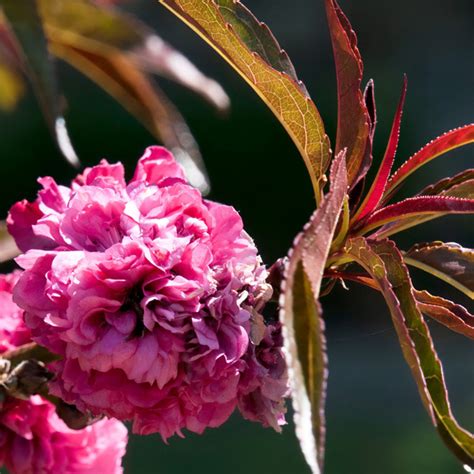 Crimson Flowering Almond - Garden Express