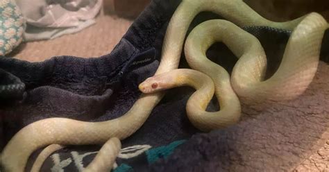 Naked Brit Wakes Up To Terrifying Snake Cuddling Up To Him Beneath His Bed Sheets Daily Star