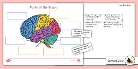 Parts Of The Brain Cut And Stick Activity For 3rd 5th Grade