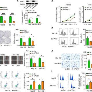 APEX1 Modulates HCC Cell Proliferation Migration Invasion Apoptosis