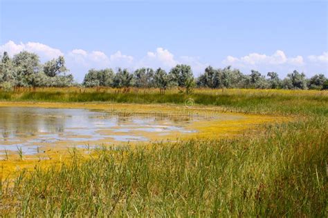 Salt Marsh Covered with Water Plants (I) Stock Photo - Image of ...