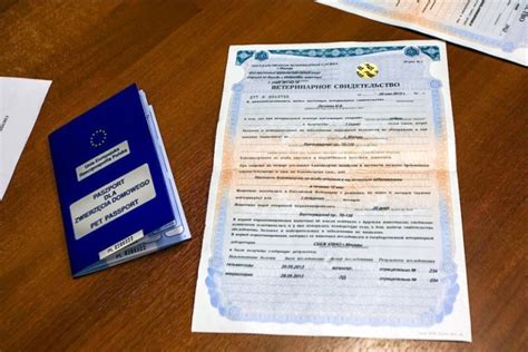 Паспорт собаки: для чего необходим, бланк, правила заполнения