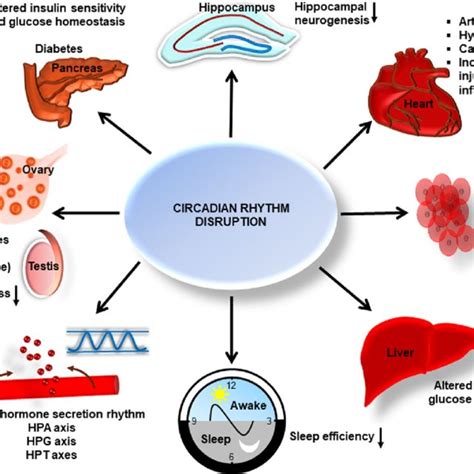 Pathological Conditions Associated With Circadian Rhythm Disruption