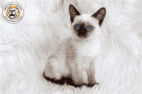 Mix Siamese Cat Breeds Match