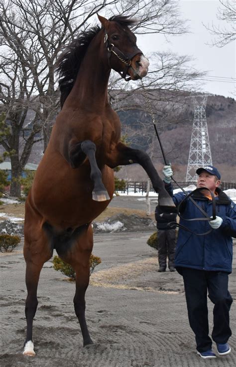 √100以上 馬 立ち上がる 162685 馬 立ち上がること