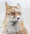 How Do Red Foxes Survive Winter