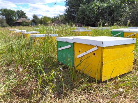 Apiary With Bees Hive Honey Extraction Stock Image Image Of Apiculture Working 255476859