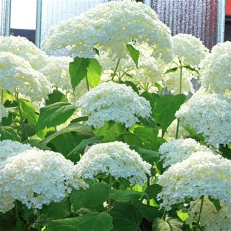 Annabelle Snowball Hydrangea | American Meadows