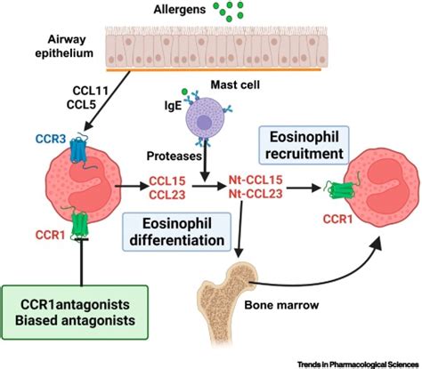 Chemokine Receptor Ccr1 New Target For Asthma Therapy Trends In