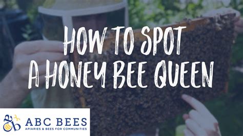 How To Spot A Queen Abc Bees