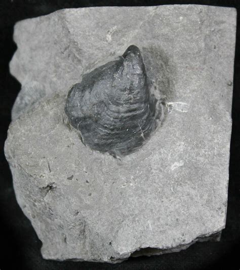 Platyceras Brachiopod from Windom Shale, NY (#26466) For Sale - FossilEra.com