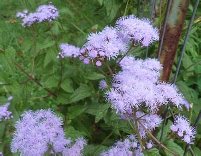 Best Of Ageratum Flower Common Name 17