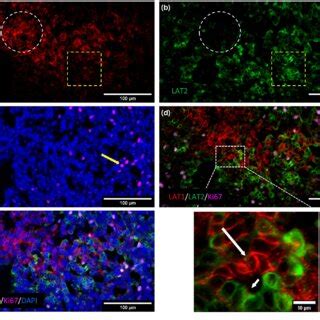 A C Triple Immunofluorescence Staining Of Large Neutral Amino Acid