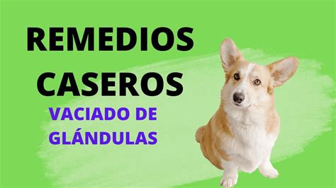 Remedios caseros para vaciar las glándulas anales de los perros