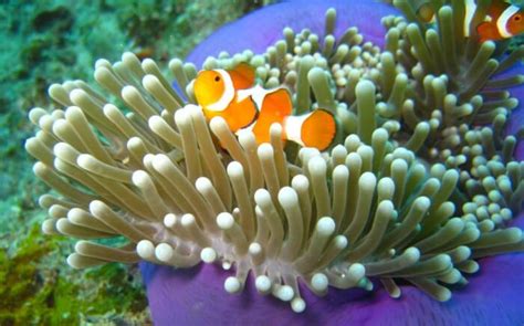 Where Do Clownfish Live? - Joy of Animals