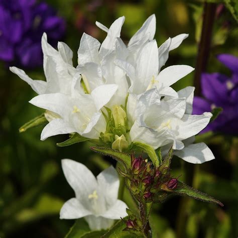 Blumixx Stauden Campanula glomerata Alba Knäuel Glockenblume weiß