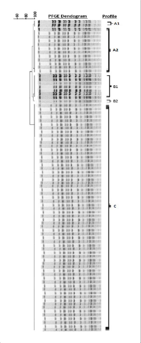 Pulsed Field Gel Electrophoresis PFGE Dendrogram Showing The