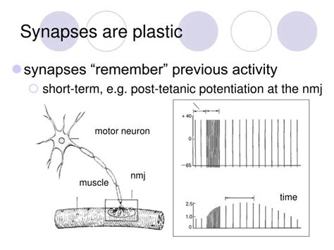 Ppt Synaptic Plasticity Powerpoint Presentation Id