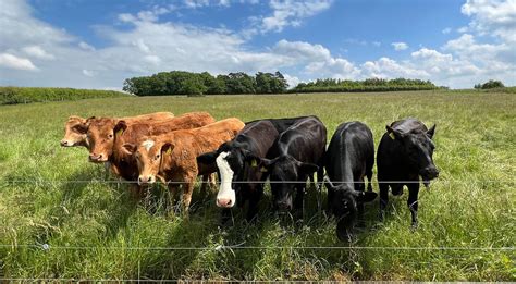 Longbrook Farm | Local Quality Meat Boxes | Oundle, Peterborough, UK