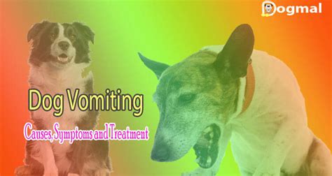 Dog Vomiting: Causes, Symptoms and Treatment