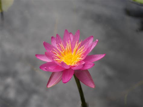 Nymphaea Ladakarn HxT ISG Water Lily Klong15 003 Flickr