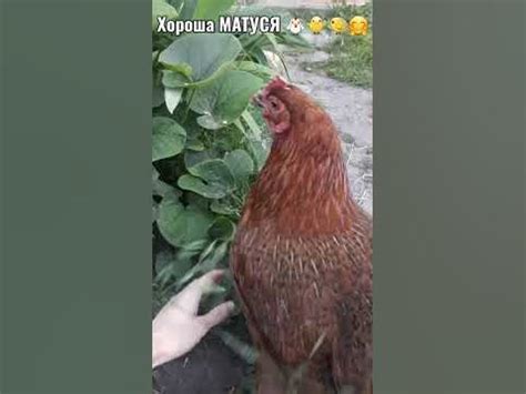 Квочка з курчатами 🐔🐥🐤 - YouTube