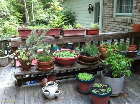 31 Fresh Ideas For A Kitchen Garden 1000 Images About Growing Herbs In