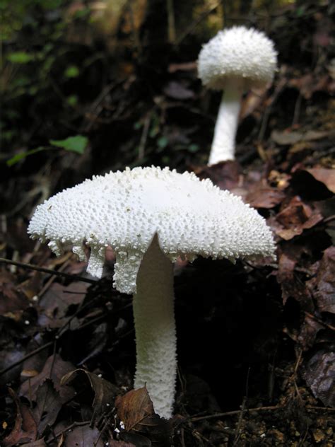 Amanita Abrupta Gu A General De Macrohongos De Costa Rica Inaturalist