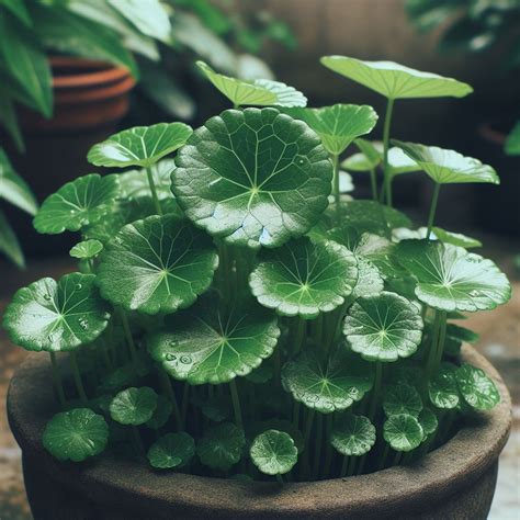 Mengungkap Kekuatan Alam Dalam Centella Asiatica Folium Manfaat Yang