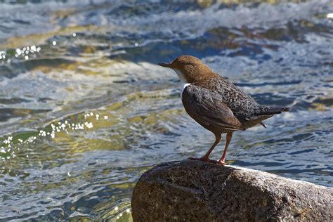 Cincle Plongeur Cinclus Cinclus White Throated Dipper Flickr