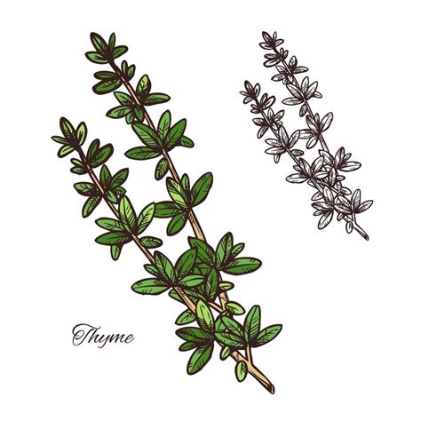 Thyme Spice Herb Sketch Of Green Branch With Leaf Vector Art